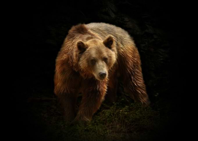 Brown bear