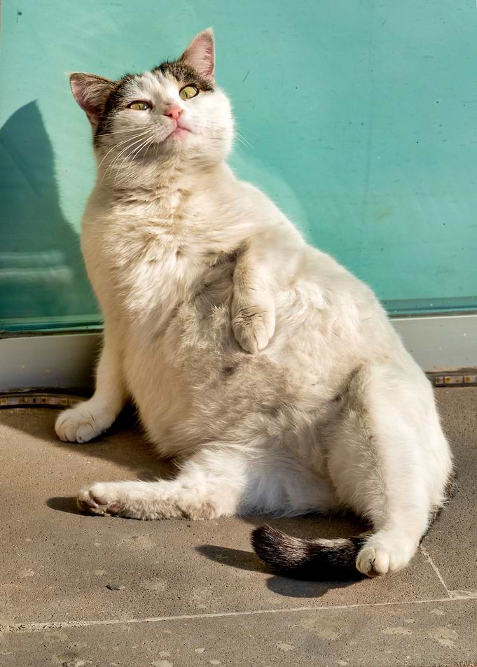 Pregnant cat
