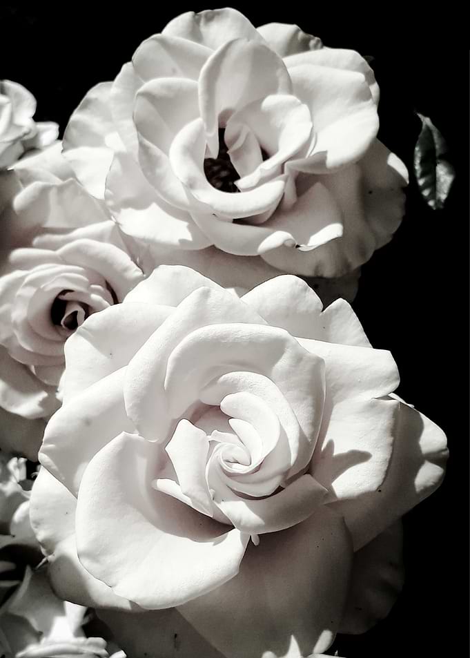 Roses black and white