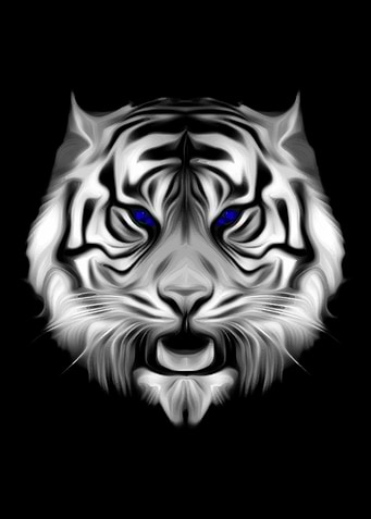 Black White Striped Tiger