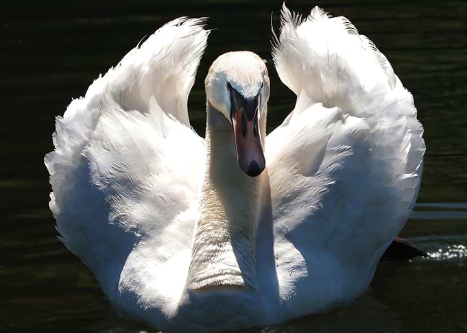 Swan Ruffle