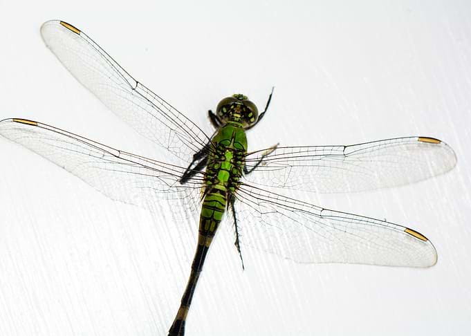 Green Dragonfly