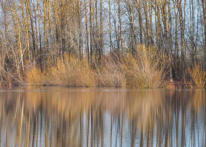 Forest pond reflections
