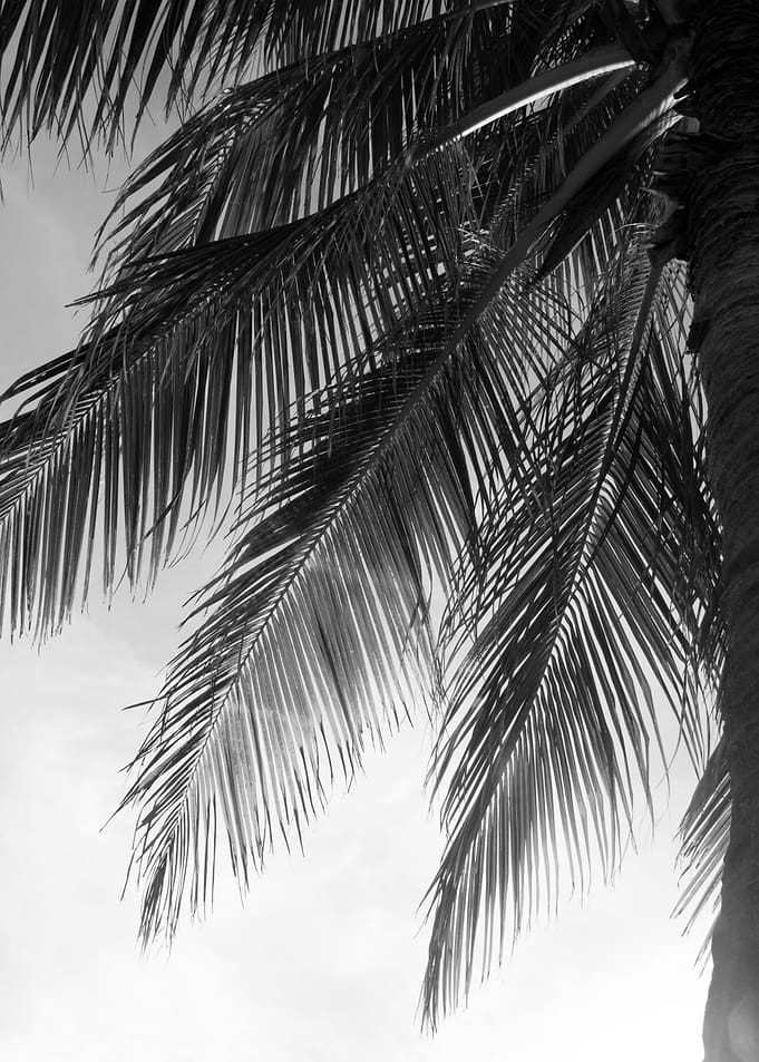 Sunset Palm 2