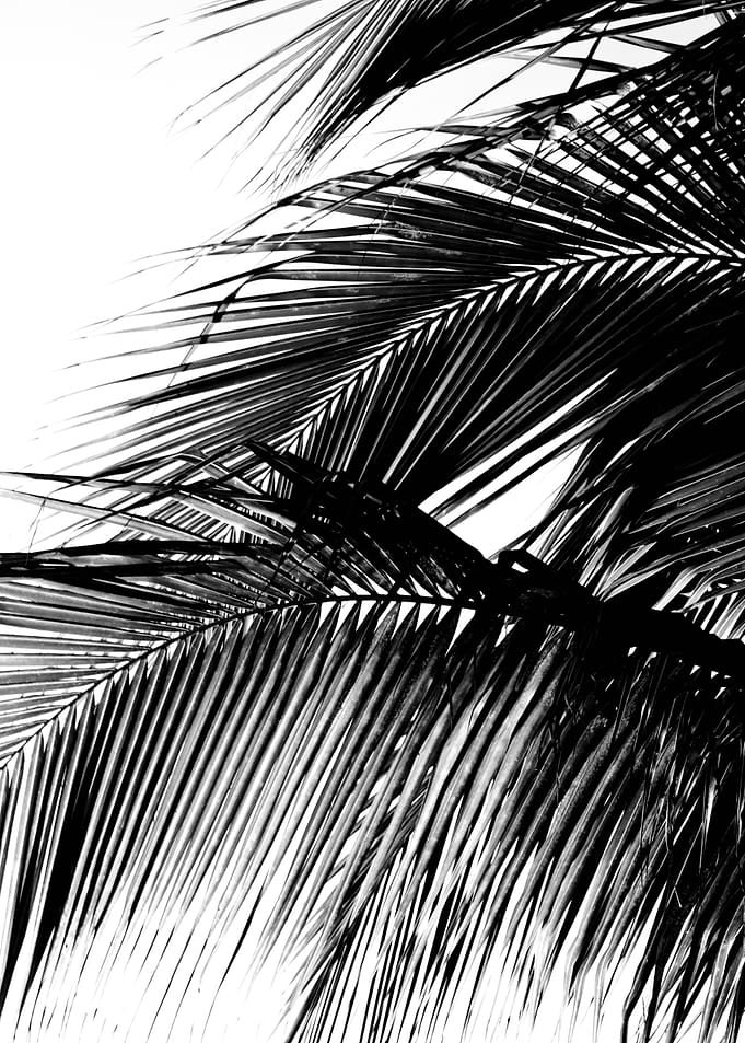 Caribbean Palm Leaves 1