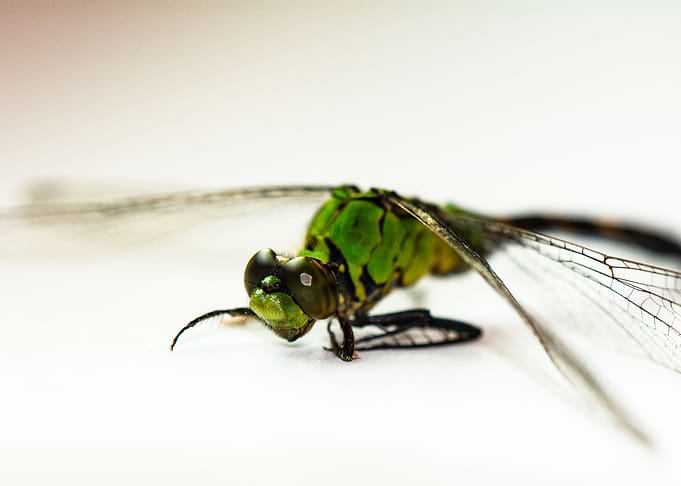 Dragonfly Eye