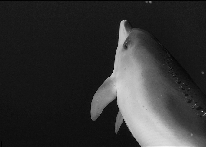 Baby dolphin black white