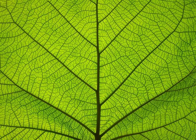 Green leaf veins