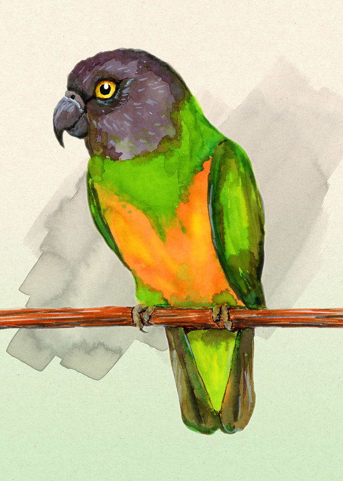 Senegal parrot watercolor