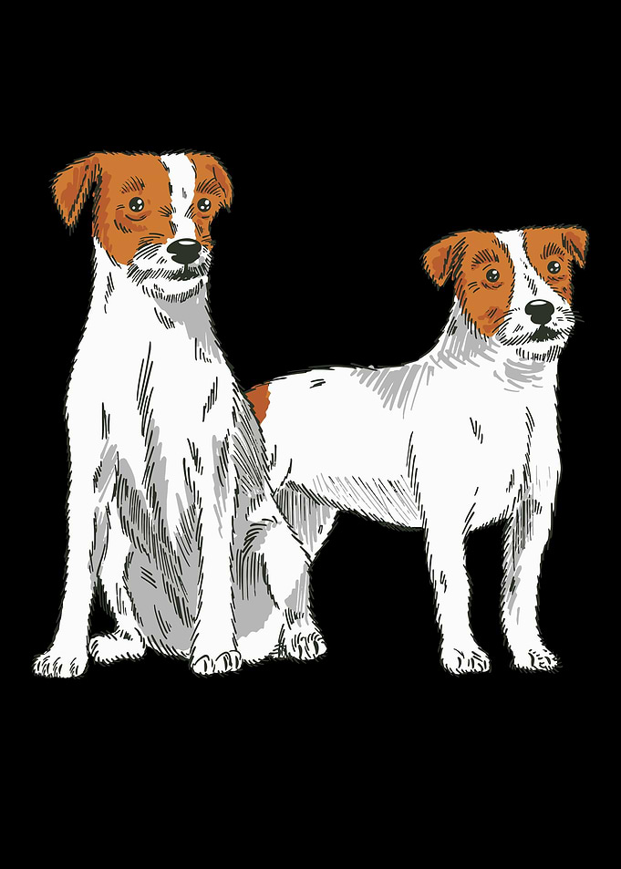 Parson Russell Terrier