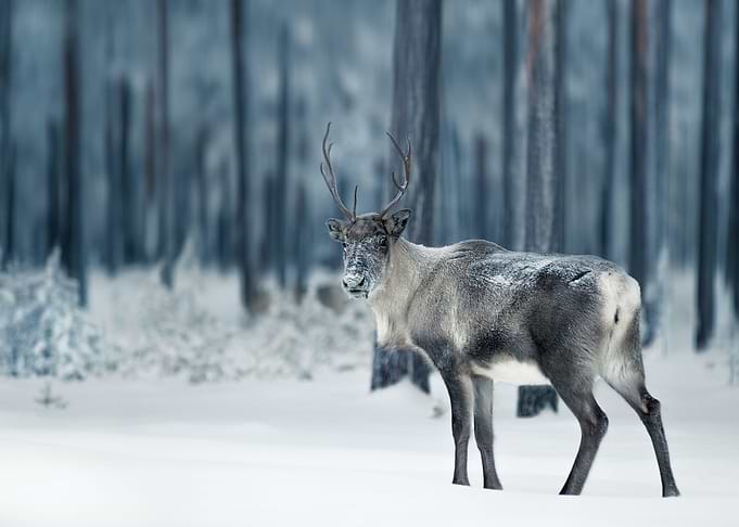 Reindeer
