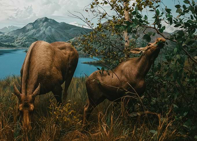 Moose