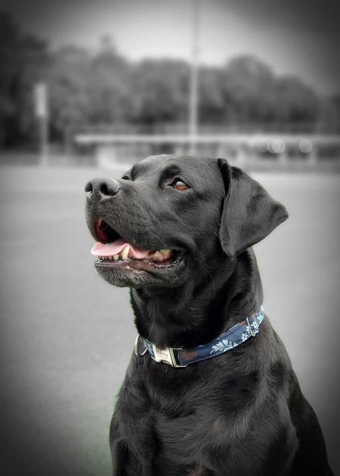 Balou