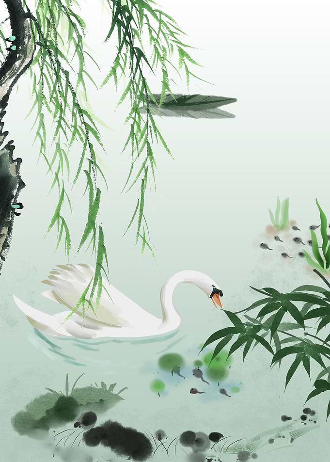 Swan Bird at Lake Nature