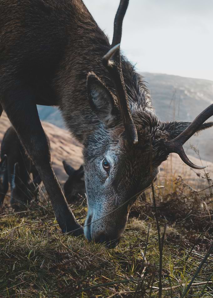 Reindeer