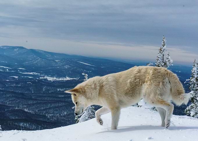 White Wolf