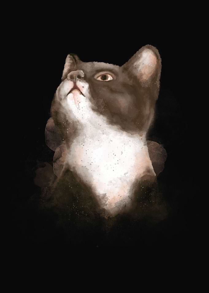 Cat Feline Kitty Kitten