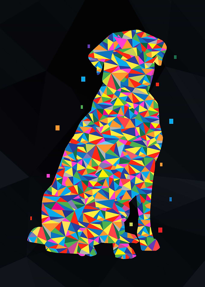 Labrador Retriever Dog