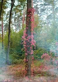 Forest mood