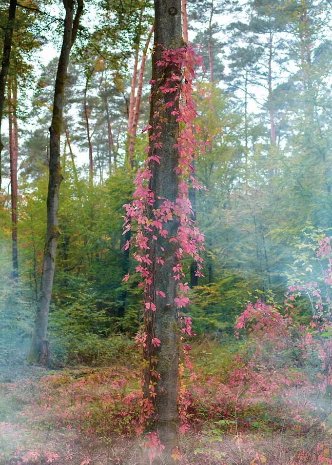 Forest mood