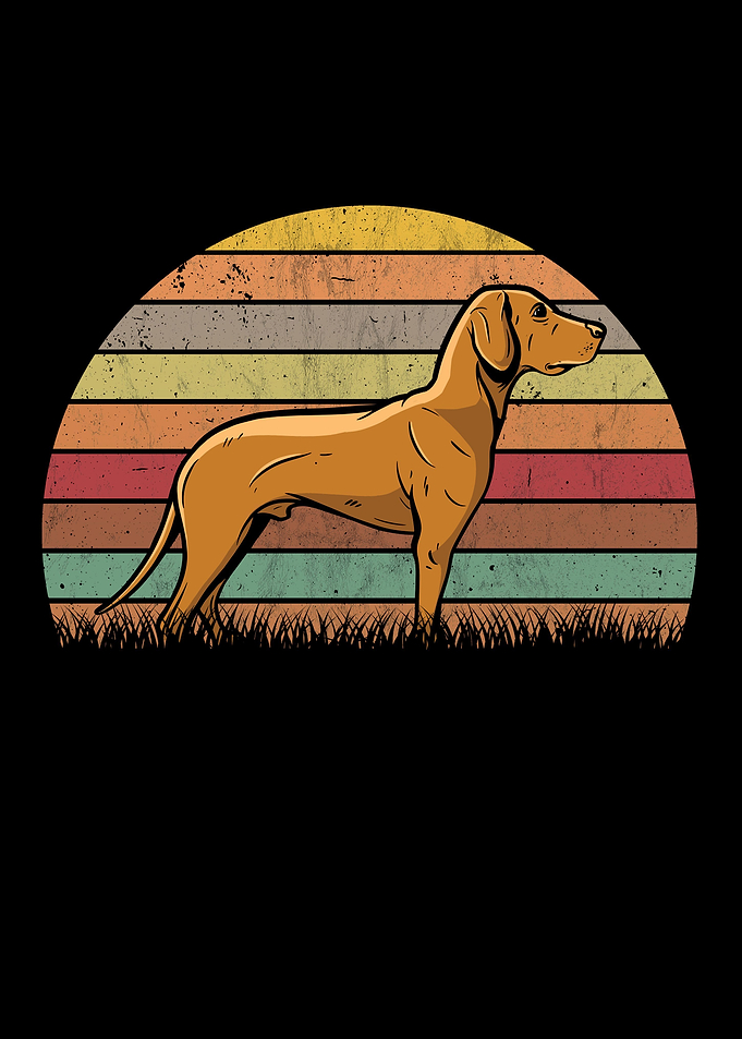 Magyar Vizsla Retro