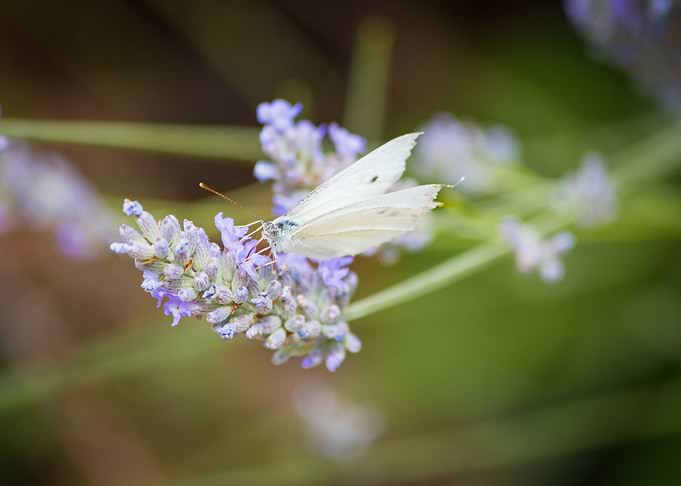 Insect on a flower