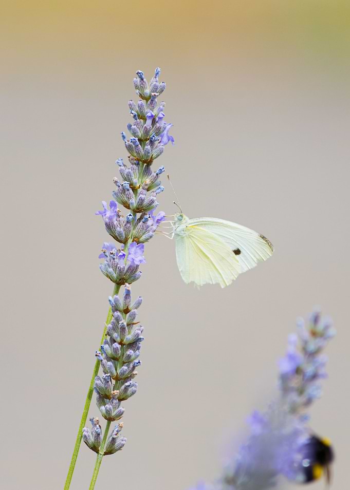 Insect on a flower