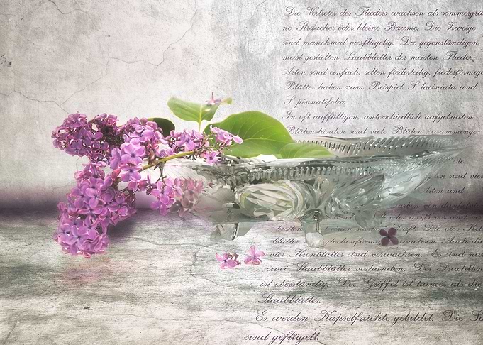 nostalgic lilac