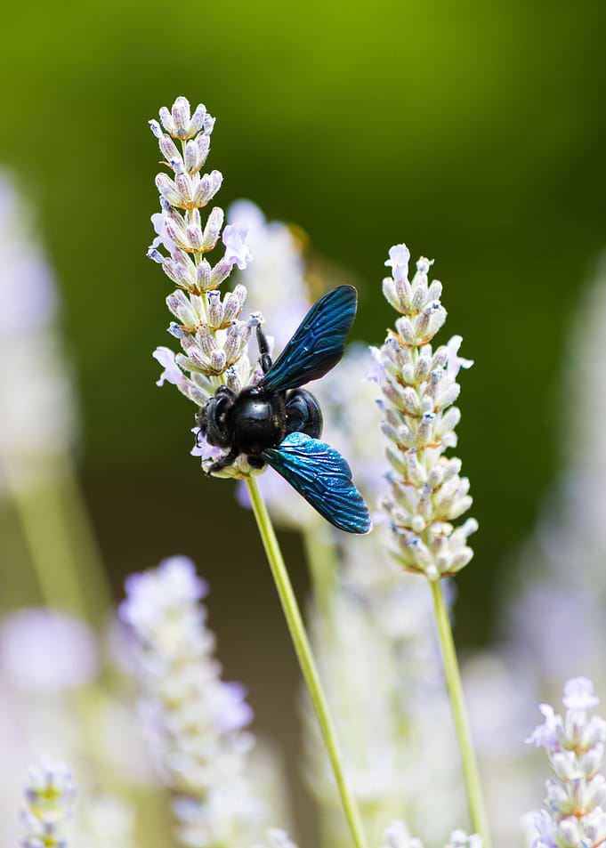 Insect on a flower