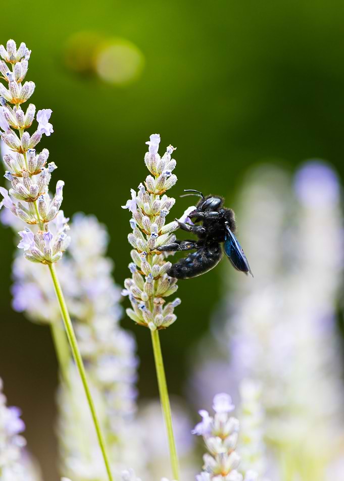Insect on a flower