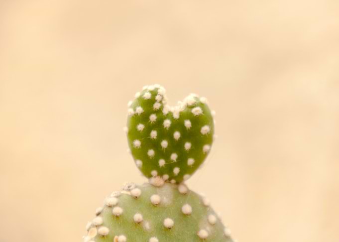 Cactus heartshaped detail