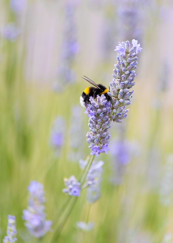 Insect on a flower
