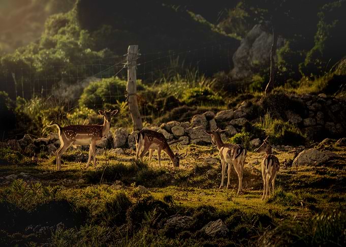 Fallow deer