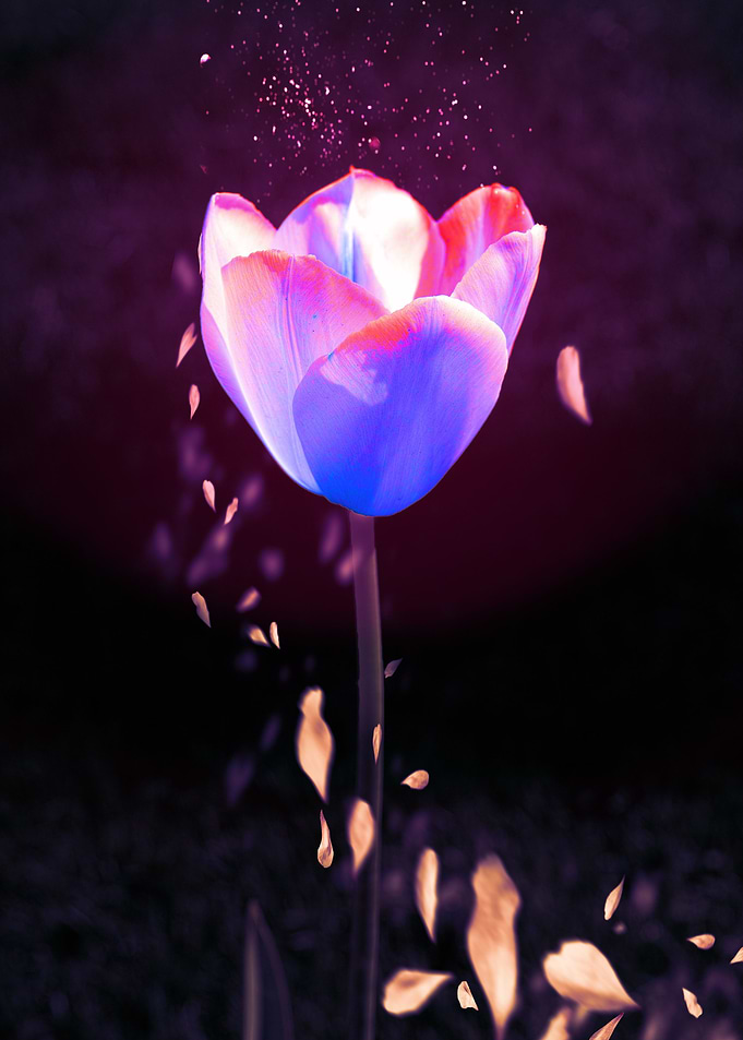 Radiant Petals