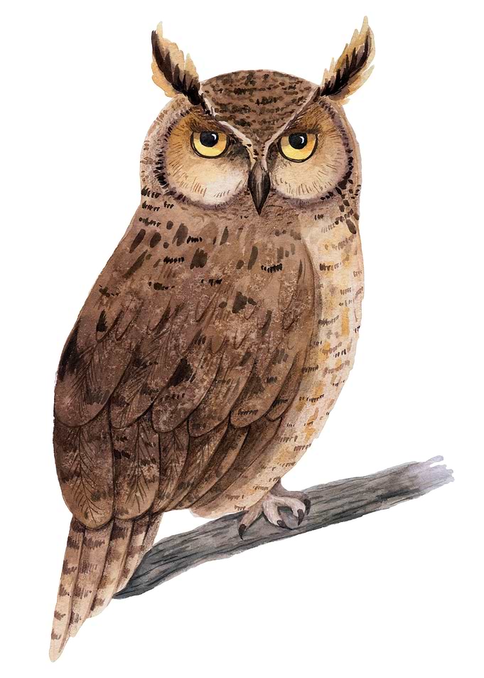 Owl Bird Animal