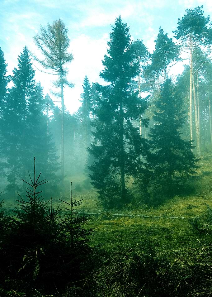 Emerald green forest fog