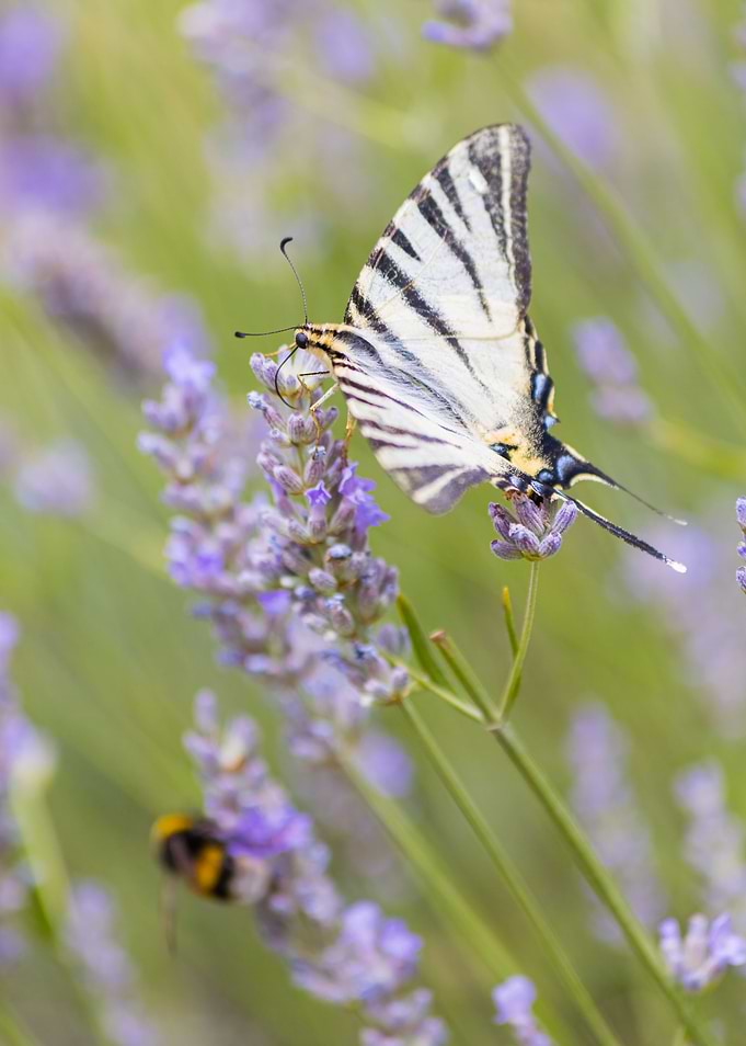 Insect on a flower