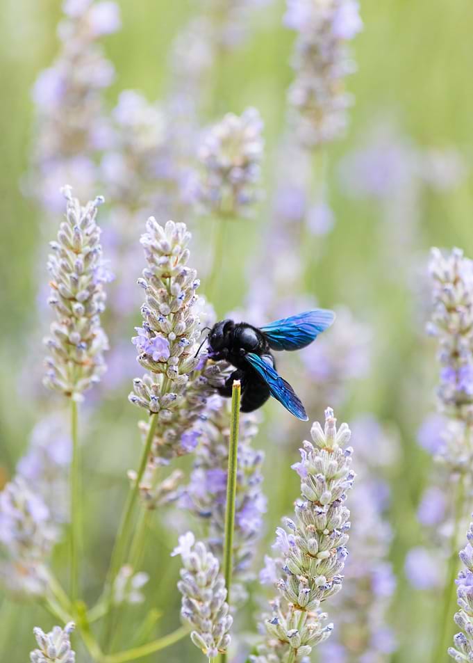 Insect on a flower