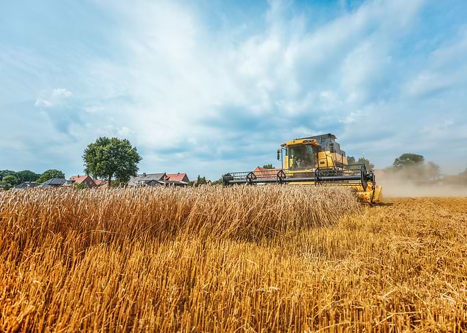 Yellow combine harvester