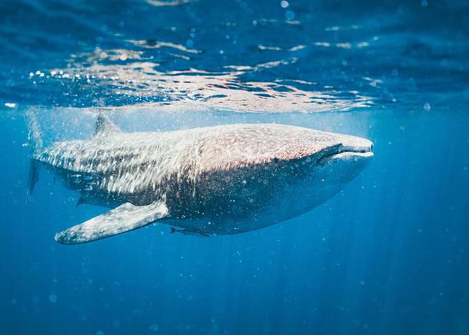 Whale shark biggest fish