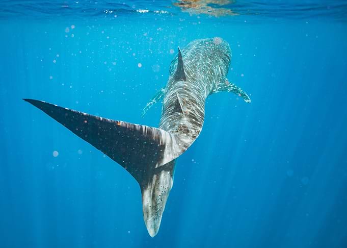 Whale shark tail