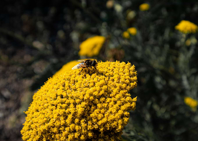 Bee