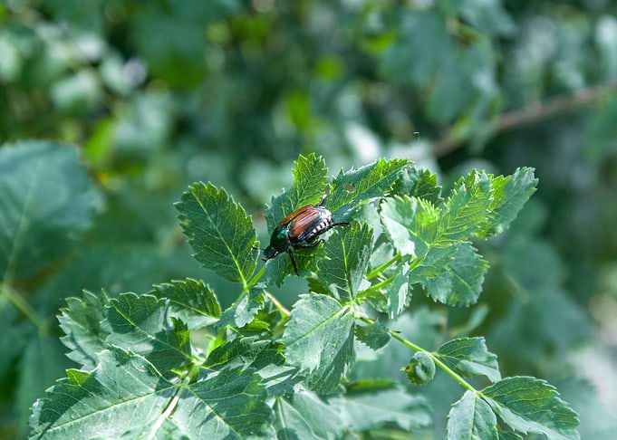 Leaf Beetle