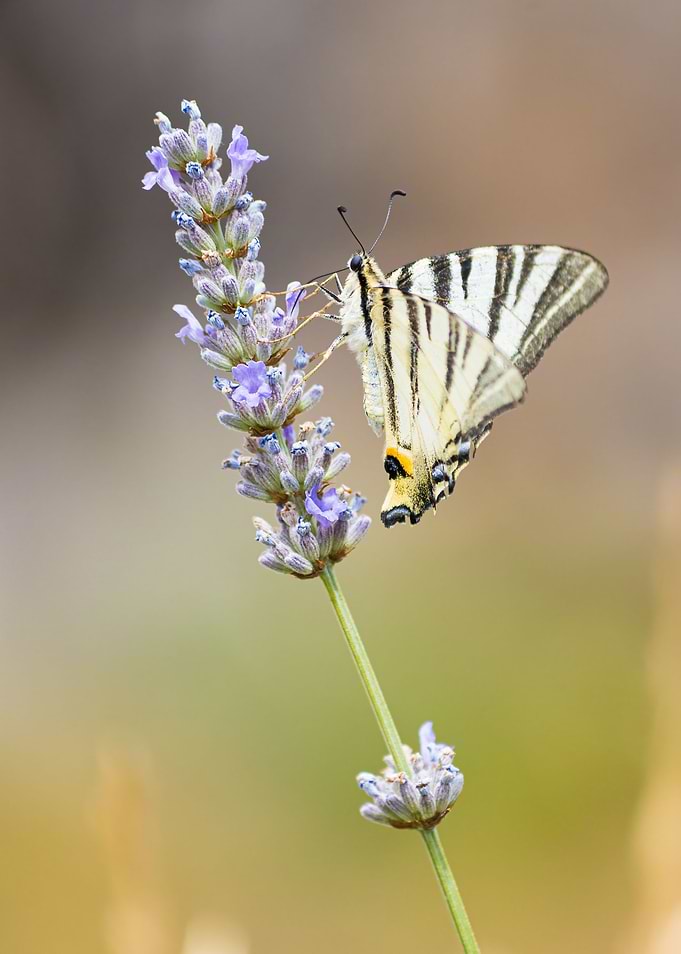 Insect on a flower