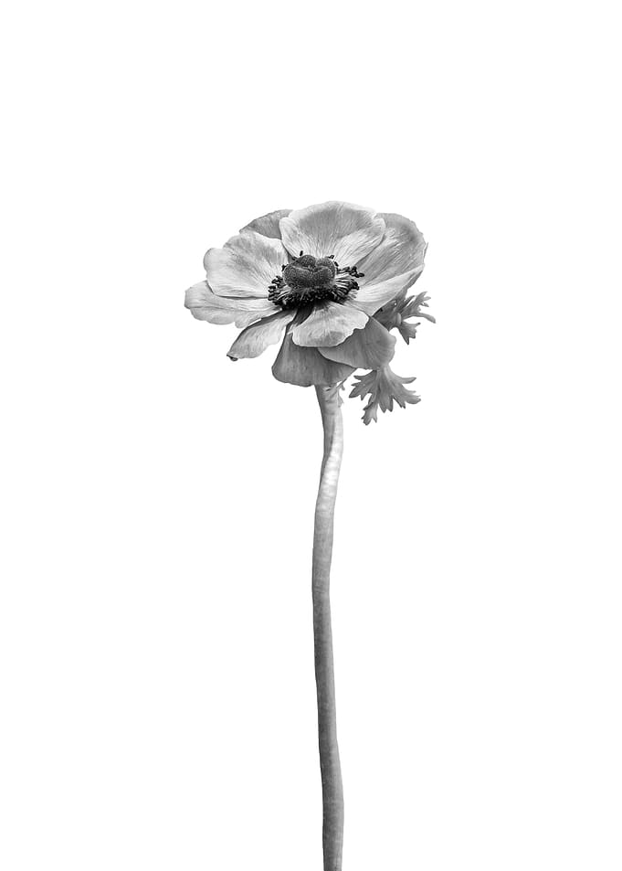 Bright anemone coronaria