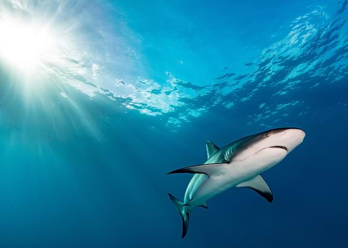 Grey reef shark
