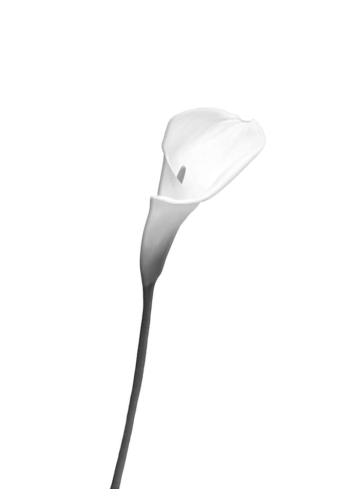 Calla bright design
