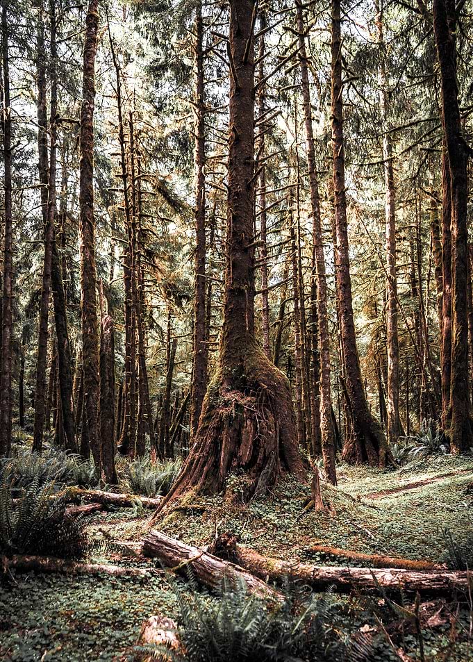 Moody Forest in the PNW