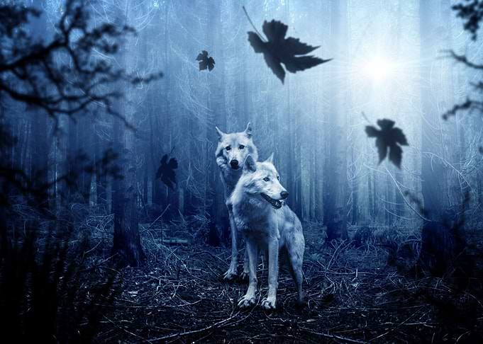 Wolf Wolves Animals Nature