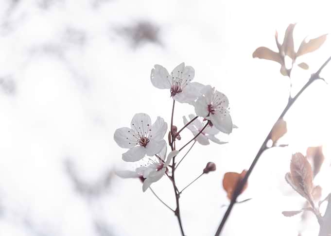 Cherry Plum